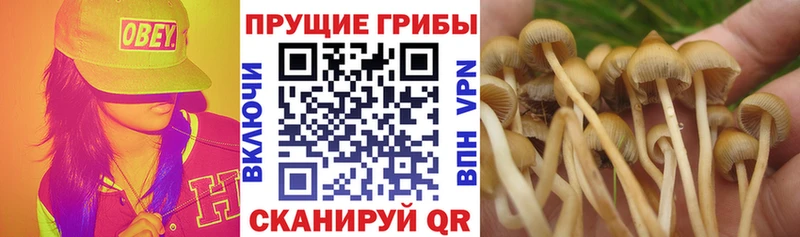 нарко площадка Telegram  Остров  Псилоцибиновые грибы Psilocybe 